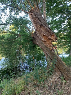 bild eines morschen, schiefen und gebrochnen baum, der trotz aller widrigkeiten an allen ecken spriesst und wächst