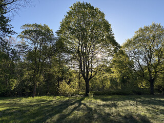 baum in den rehbergen im gegenlicht &mdash; ob b&auml;ume auch intuition haben?