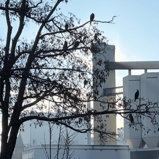 vergr&ouml;ssertes bild von mehreren kormoranen auf einem baum am berlin-spandauer-schifffahrtskanal