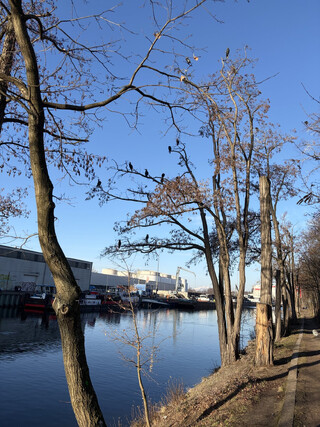 bild von mehreren kormoranen auf einem baum am berlin-spandauer-schifffahrtskanal
