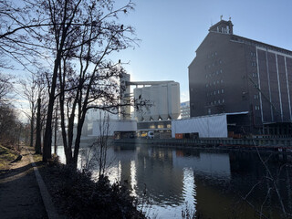 bild von mehreren kormoranen auf einem baum am berlin-spandauer-schifffahrtskanal