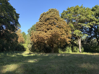 baum auf dem alten friedhof in den rehbergen. sieht schon herbstlich aus.