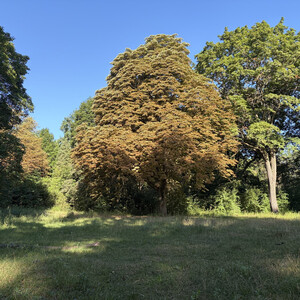 mal ein anderer baum