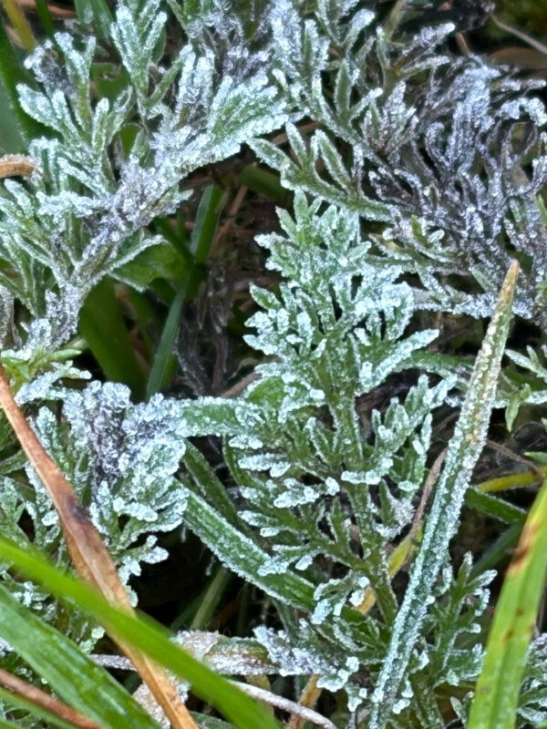 morgenspaziergang 20.10.2025