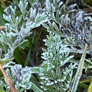 morgenspaziergang 20.10.2025 morgenspaziergang 20.10.2025