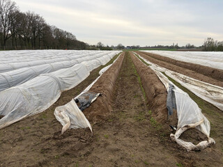 spargelfeld in vlodrop