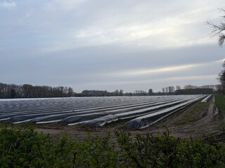 spargelfeld in vlodrop