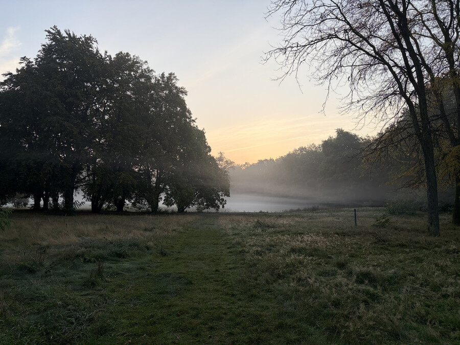 eine wiese mit umgeben von einer dichten baumreihe und gespickt mit ein paar baumninseln im morgengrauen und morgennebel.