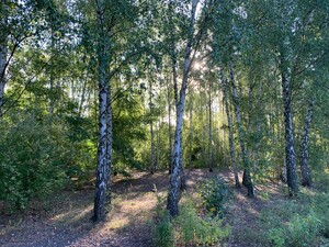 bild von einem birkenwäldchen im park am nordbahnhof