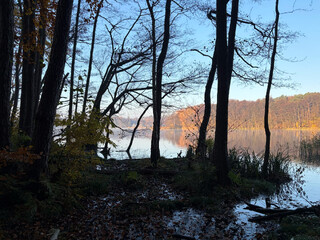 bild vom sonnenaufgang durch ein paar bäume am summter see. der see ist glatt und ein bisschen nebelig.