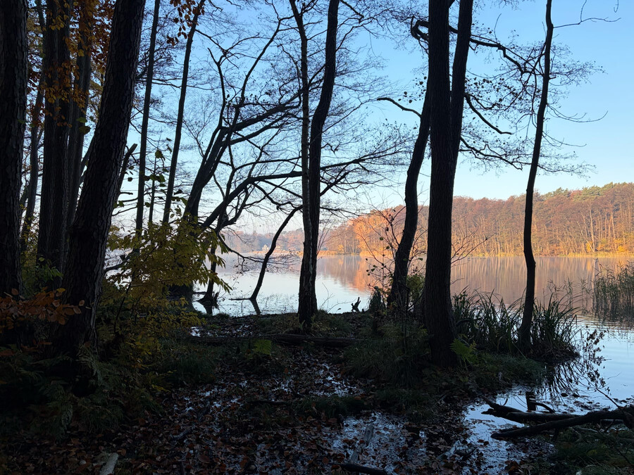 bild vom sonnenaufgang durch ein paar bäume am summter see. der see ist glatt und ein bisschen nebelig.