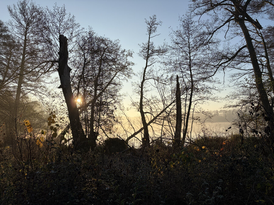bild vom sonnenaufgang durch ein paar bäume und baumstümpfe am summter see
