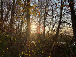 bild vom sonnenaufgang durch ein paar bäume am summter see