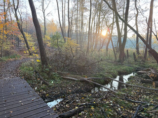 bild vom sumpfigen gelände am summter see