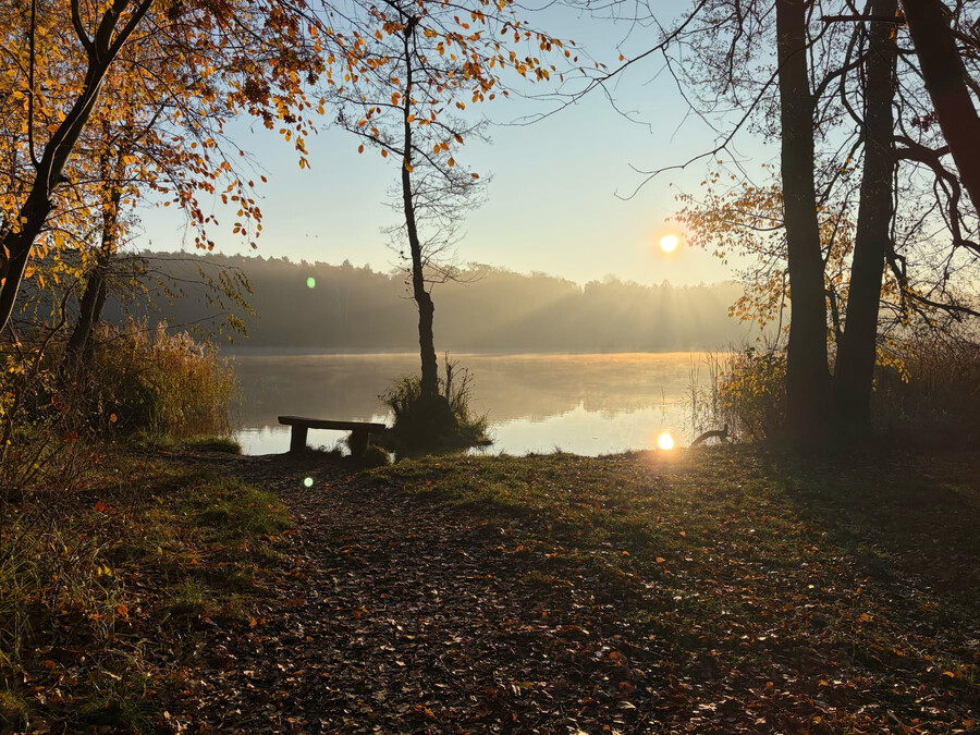 bild vom sonnenaufgang am summter see. in der bildmitte steht ein dünner baum und eine krumme bank.