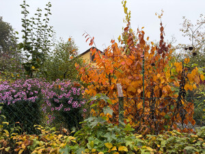 morgenspaziergang 15.10.2025
