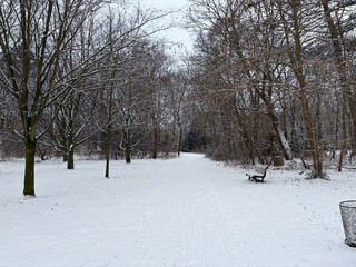 foto aus dem goethepark, man sieht kahle, dunkle bäume und etwas neuschnee, der den boden komplett bedeckt. rechts im bildrand steht eine parkbank. insgesamt ist die stimmung sehr grau.
