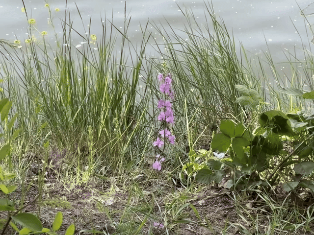 morgenspaziergang 22.05.2026