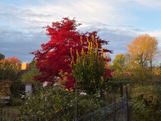 intensiv leuchtend roter baum in herbstlicher landschaft