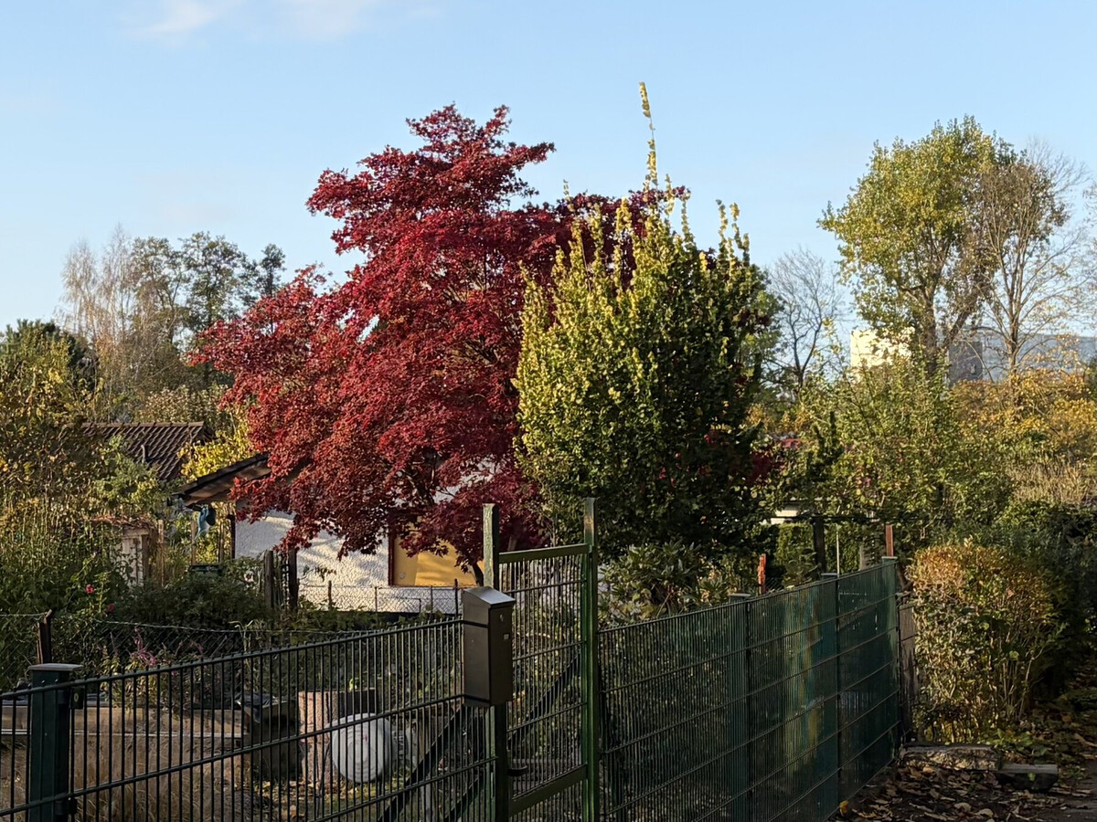 intensiv leuchtend roter baum in herbstlicher landschaft (am 26.10.2026)