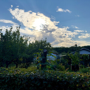 morgenspaziergang 29.07.2026