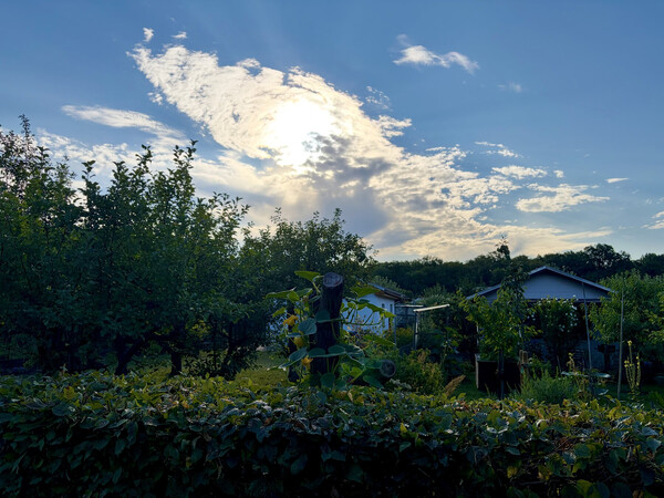 morgenspaziergang 29.07.2026