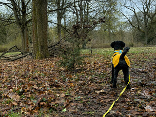ein kleiner nadelbaum, der ein bisschen wie ein weihnachtsbaum aussieht, neben einem kleinen hund (frida) im gelben jäckchen.