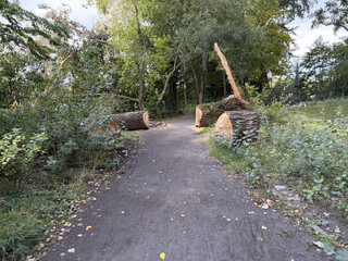 umgefallener und zers&auml;gter, sehr alter baum auf dem weg am n&ouml;rdlichen tegeler see. der baumstumpf ist zers&auml;gt, so dass der weg frei ist.