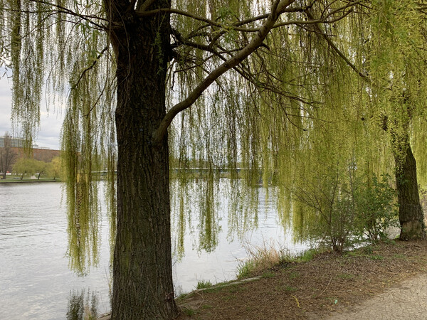 morgenspaziergang 7.4.2025