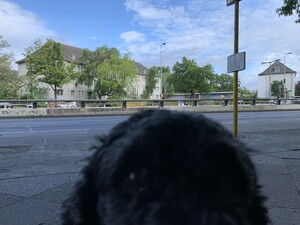 bild aufgenommen im haltestellenhäuschen an der aristide-briand-brücke mit frida, unserem hund, der das bild leicht fotobombt 