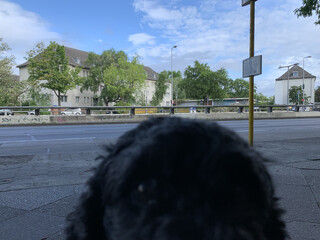 bild aufgenommen im haltestellenhäuschen an der aristide-briand-brücke mit frida, unserem hund, der das bild leicht fotobombt 