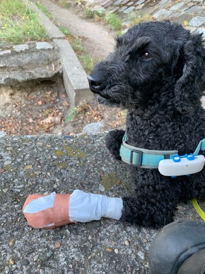 frida bei einer kurzen pause beim morgenspaziergang. sie trägt selbstgemachte gummistiefl aus einweghanschuhen und beobachtet interessiert zwei enten.