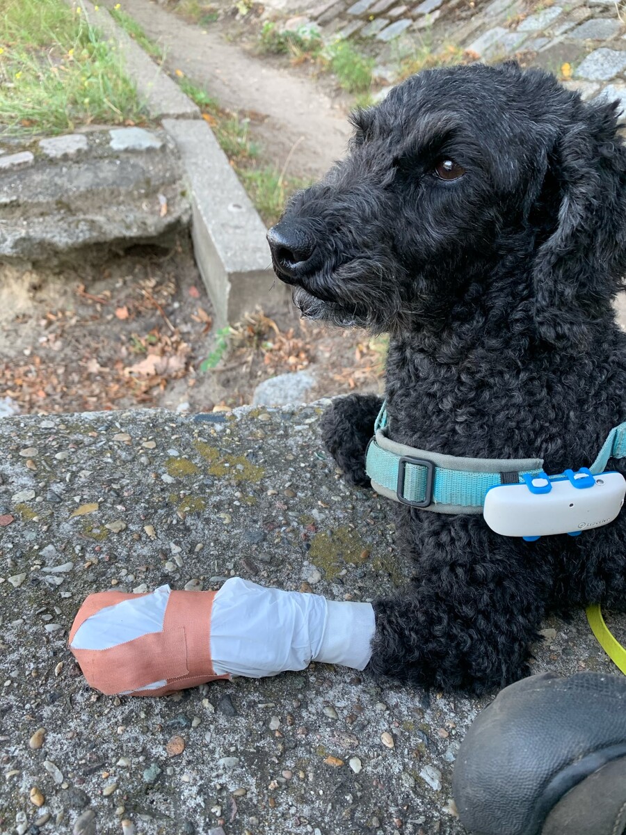 frida bei einer kurzen pause beim morgenspaziergang. sie trägt selbstgemachte gummistiefl aus einweghanschuhen und beobachtet interessiert zwei enten.