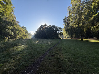 niedrigstehende sonne und leicher nebel bringen das gestr&uuml;pp in den rehbergen zum leuchten.
