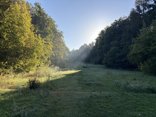 niedrigstehende sonne und leicher nebel bringen das gestr&uuml;pp in den rehbergen zum leuchten.