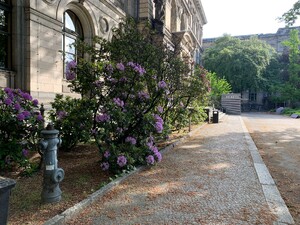 bidl von blühenden büschen am naturkundemuseum. die blüten sehen mit zusammengekniffenen augen leicht „antik“ aus.