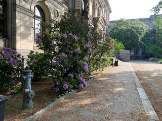 bidl von blühenden büschen am naturkundemuseum. die blüten sehen mit zusammengekniffenen augen leicht „antik“ aus.