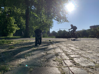 foto von frida im gegenlicht, weil frida gerade läufig ist und sich das genauso auf die stimmung auswirkt wie sonnenschein dun wärme, hab ich die bildunterschrift „sonnig, warm, läufig“ gewählt.