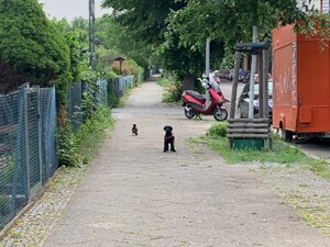 bild von frida in der distanz wie sie fragt ob wir zum schillerpark abbiegen könnten, hinter ihr eine krähe