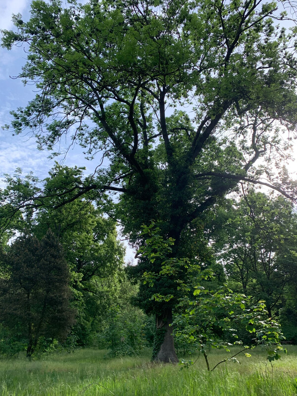 morgenspaziergang vom 22.5.2025