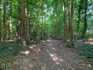frida läuft im wald vor, wartet aber auf mich
