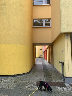 bild eine hofeingangssituation eines sehr gelben hauses im bauhaus-stil. frida schnüffelt im vordergrund.