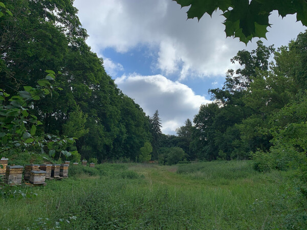morgenspaziergang vom 29.5.2025