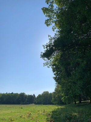 bild aufgenommen am rand der catcherwiese in den rehbergen: man sieht ein blaues rechteck himmel und rechtwinkling angeordnet grüne „streifen“