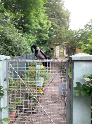 eine krähe die auf einem gartentor sitzt während ich an ihr vorbeigehe. sie ist gleichzeitigg neugierig und vorsichtig und jederzeit bereit nach hinten wegzufliegen