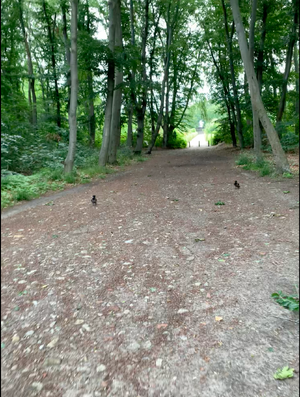 zwei krähen folgen mir und frida zu fuss auf einem weg in den rehbergen