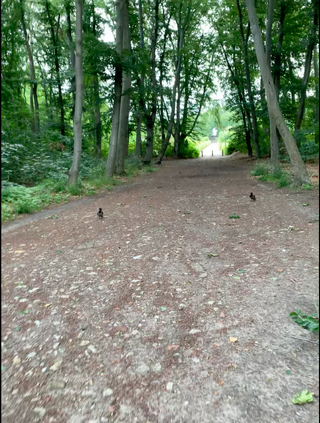 zwei krähen folgen mir und frida zu fuss auf einem weg in den rehbergen