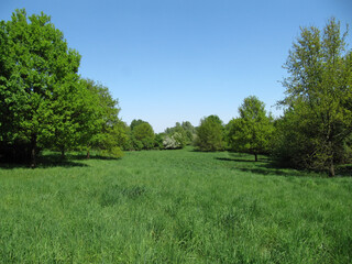 eine weite gr&uuml;ne wieser unter blauem himmel auf der museumsinsel hombroich