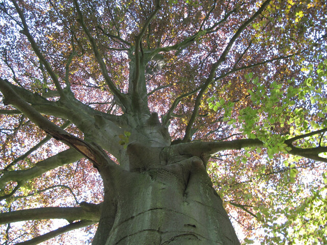 ein sehr grosser baum von unten in richtung krone fotografiert, die krone leuchtet grün-rot gegen den blau-gelben himmel