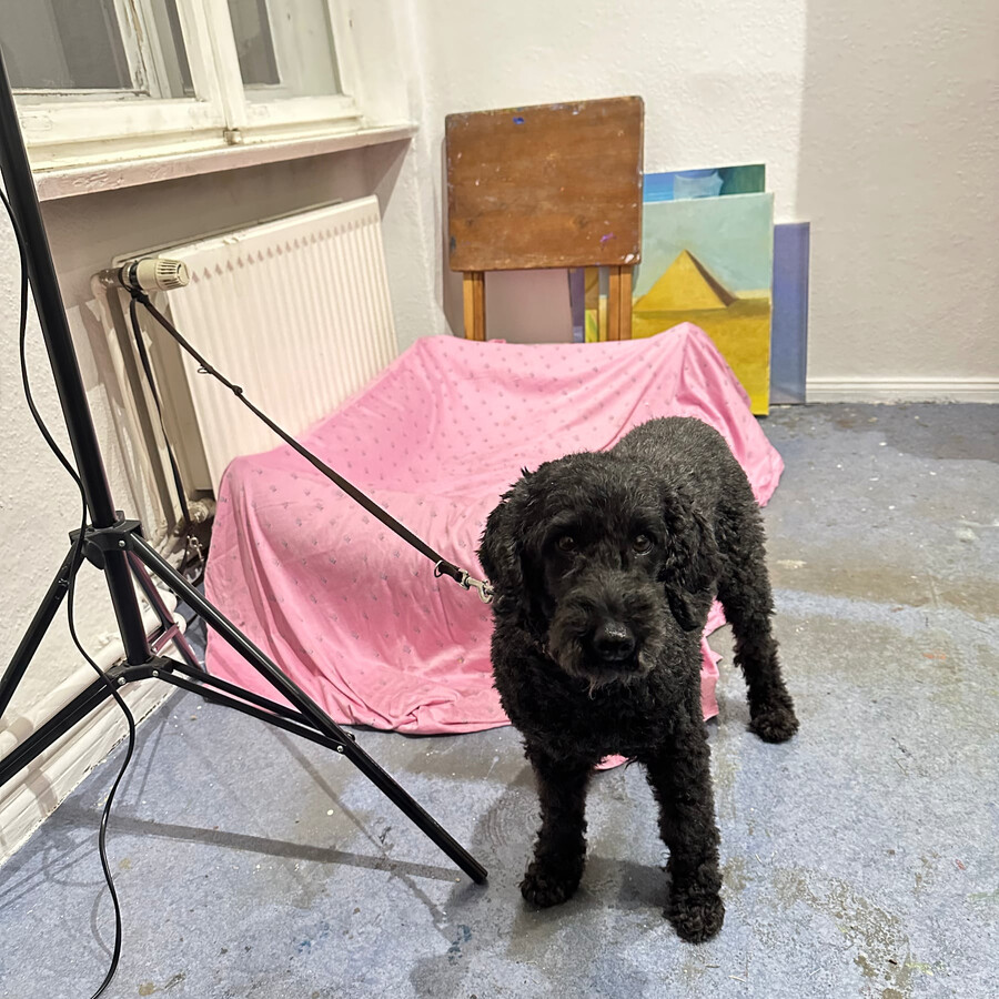 foto von frida, unserem kleinpudel, wie sie die beifahrerin anstarrt um sie dazu zu bewegen vom atelier wieder nach hause zu gehen